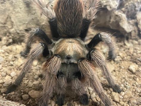 palomino blonde tarantula|Arizona Blonde Desert Tarantula: Care Sheet, .